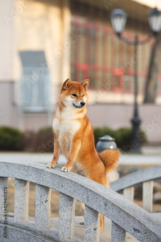 Profile Portrait of beautiful red shiba inu dog standing on its hind legs on the bridge in the city at sunset