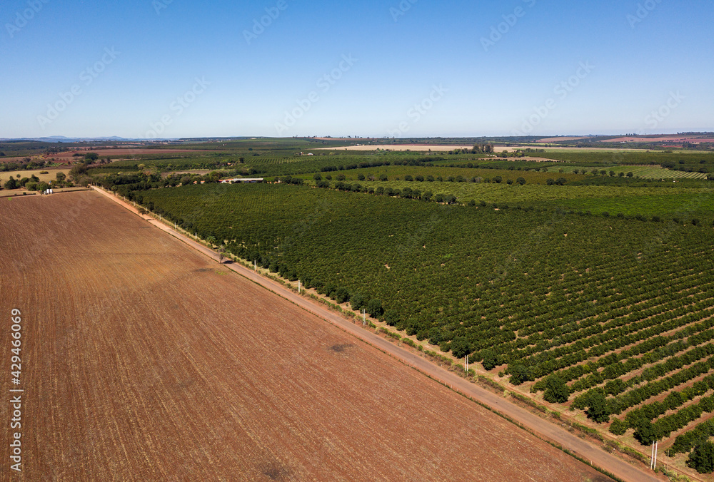 Plantação de laranja vista aerea