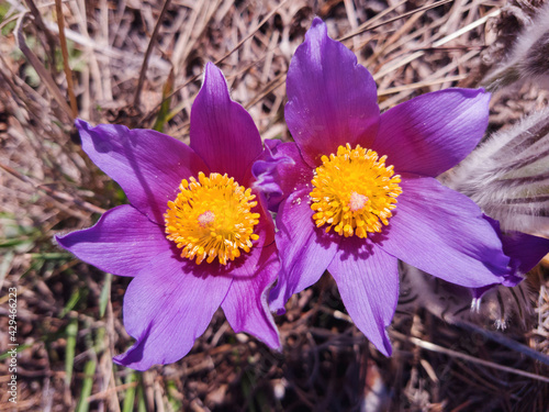 Beautiful spring purple fluffy flower Pulsatilla patens blooms.