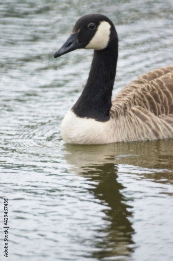 Canadian goose swimming in pond reflections Canadian goose swimming in pond reflections