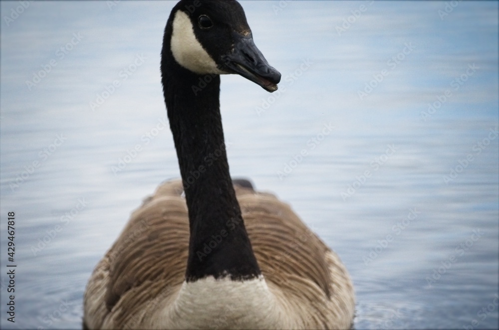 Fototapeta premium Canadian goose swimming in pond coming towards camera