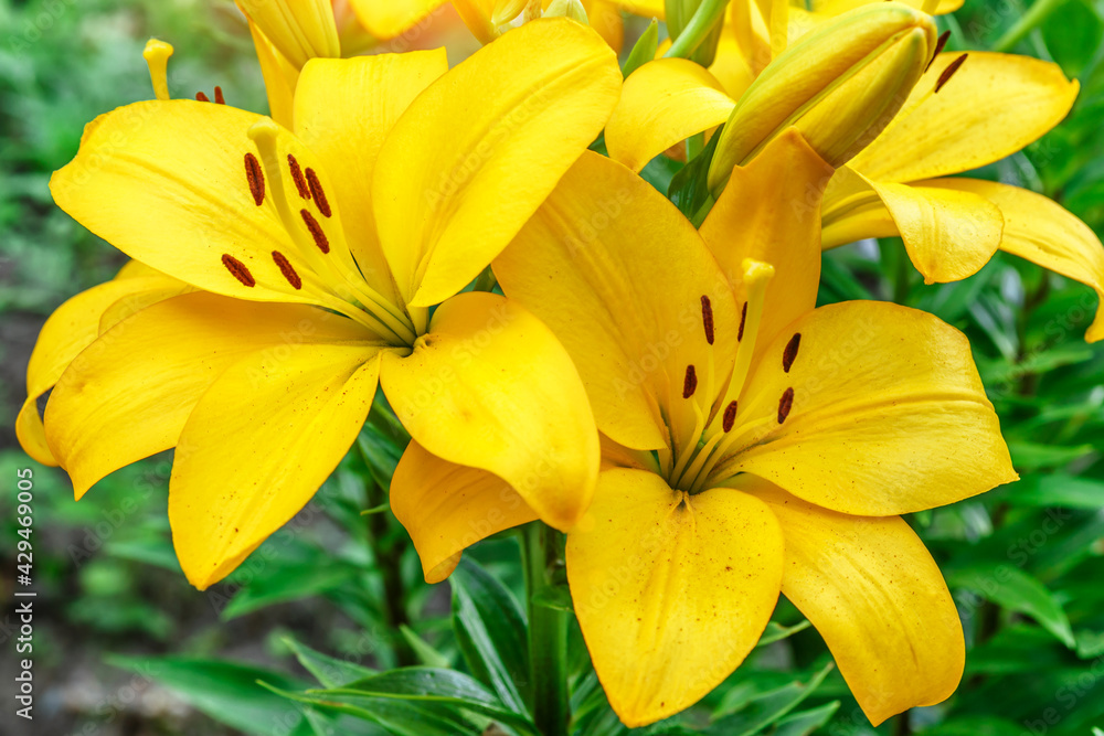 Close up of Yellow lily flower. Hemerocallis also called Lemon Lily, Yellow Daylily, Hemerocallis flava. Yellow lily flower, known as Lilium parryi, beautiful. Close up of Yellow lily flower. Hemerocallis also called Lemon Lily, Yellow Daylily, Hemerocallis flava. Yellow lily flower, known as Lilium parryi, beautiful.