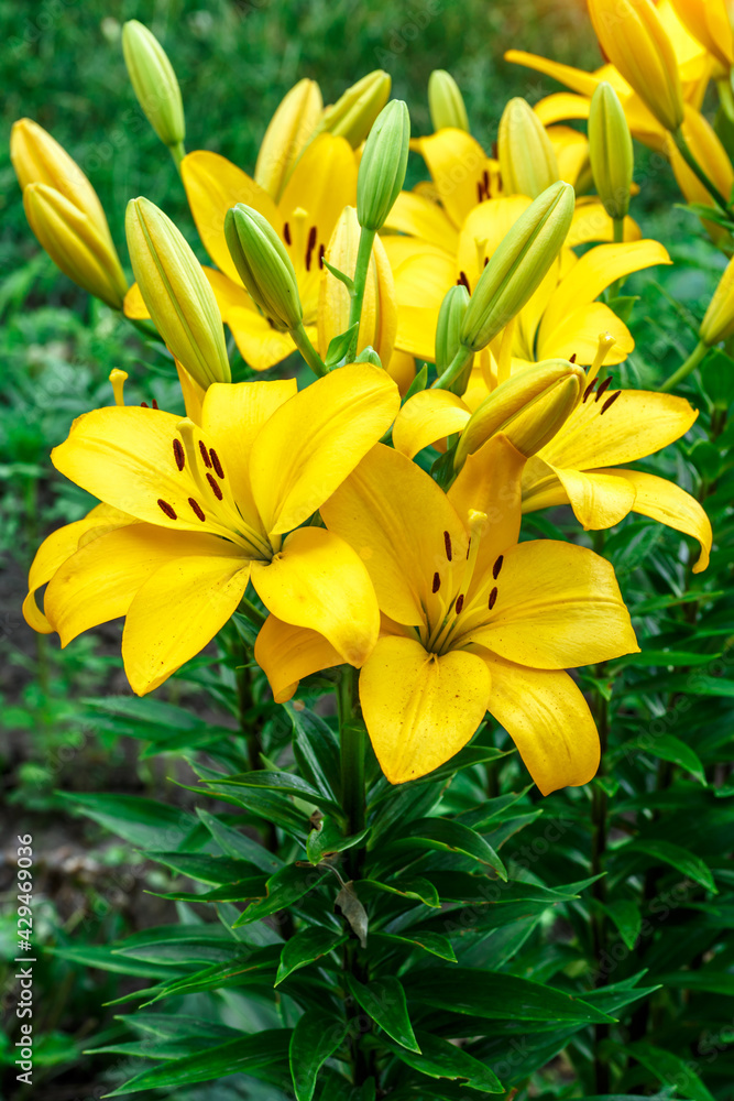 Close up of Yellow lily flower. Hemerocallis also called Lemon Lily, Yellow Daylily, Hemerocallis flava. Yellow lily flower, known as Lilium parryi, beautiful. Close up of Yellow lily flower. Hemerocallis also called Lemon Lily, Yellow Daylily, Hemerocallis flava. Yellow lily flower, known as Lilium parryi, beautiful.