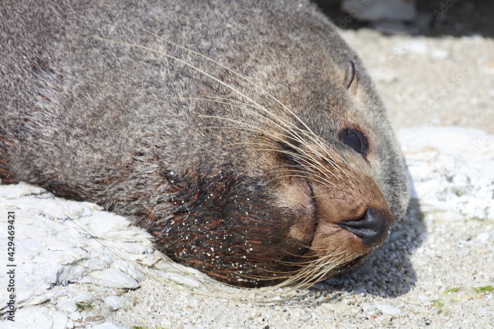 Neuseeländischer Seebär / New Zealand fur seal / Arctocephalus forsteri Neuseeländischer Seebär / New Zealand fur seal / Arctocephalus forsteri