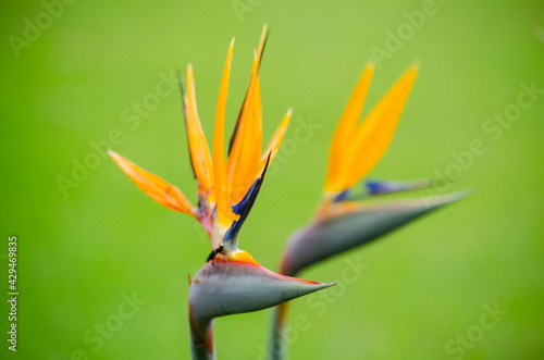 Flor ave del paraíso 