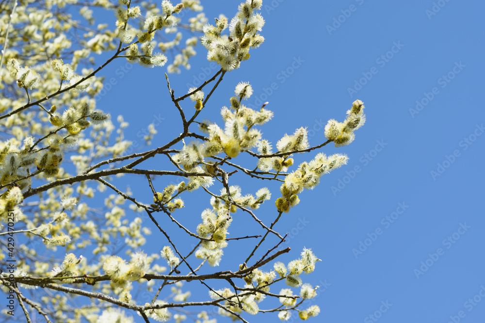 pussy willow. Yellow branches of a blossoming willow on a bright background of a blue beautiful sky. Easter card with place for your text. Horizontal photo. pussy willow. Yellow branches of a blossoming willow on a bright background of a blue beautiful sky. Easter card with place for your text. Horizontal photo.