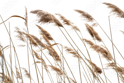 Dry reed grass close-up against white wall.
