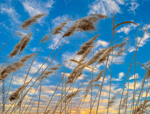 Last year`s dry cane against the blue spring sky. © Alisa