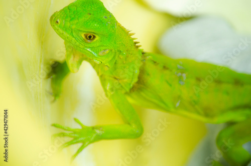 Iguana verde pequeña 
