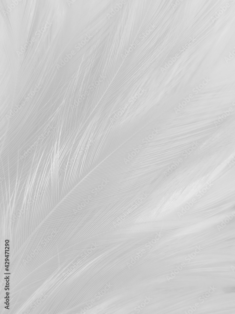 Obraz premium Beautiful abstract gray feathers on white background, soft white feather texture on white texture pattern, light pink theme wallpaper, black feather background, white gradient frame banners