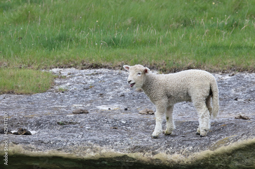 Romneyschaf / Romney sheep / Ovis.