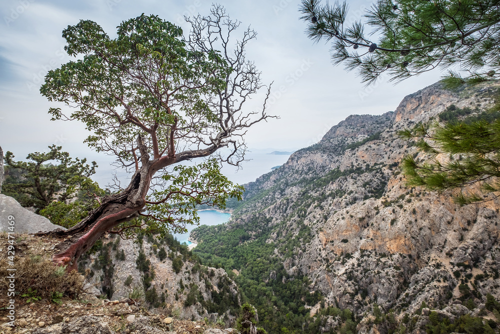 Curved tree over the mountain valley with a blue Mediterranean lagoon. Lycian Way trekking trail. Famous Likya Yolu Turkish route near Oludeniz, Turkey. Curved tree over the mountain valley with a blue Mediterranean lagoon. Lycian Way trekking trail. Famous Likya Yolu Turkish route near Oludeniz, Turkey.
