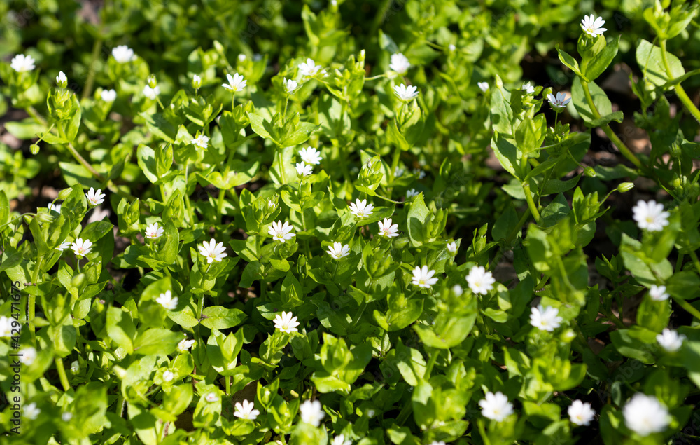 white small flowers growing in the meadow white small flowers growing in the meadow