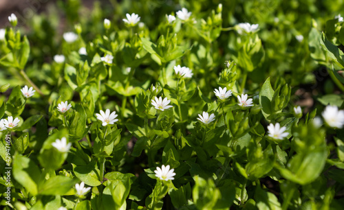 white small flowers growing in the meadow