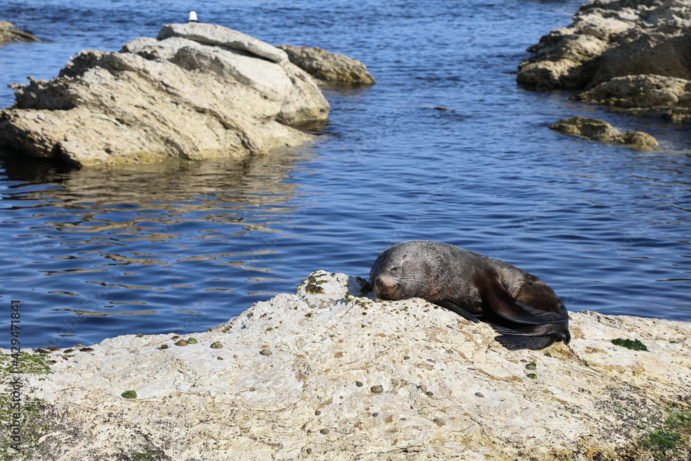 Fototapeta premium Neuseeländischer Seebär / New Zealand fur seal / Arctocephalus forsteri