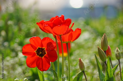 Hübsche rote Tulpen auf einer Wiese photo