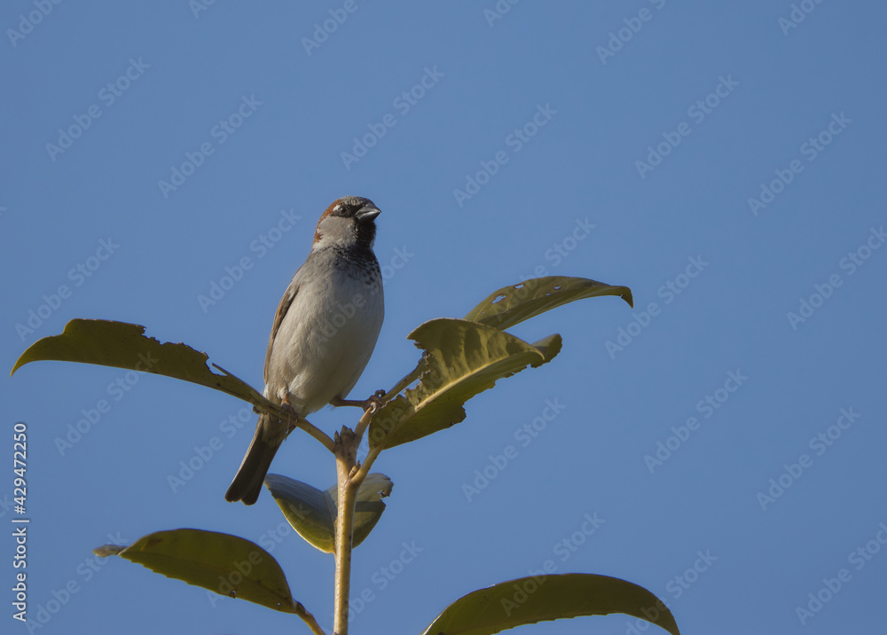 Ein Spatz sitzt auf einem Zweig eines Baumes Ein Spatz sitzt auf einem Zweig eines Baumes
