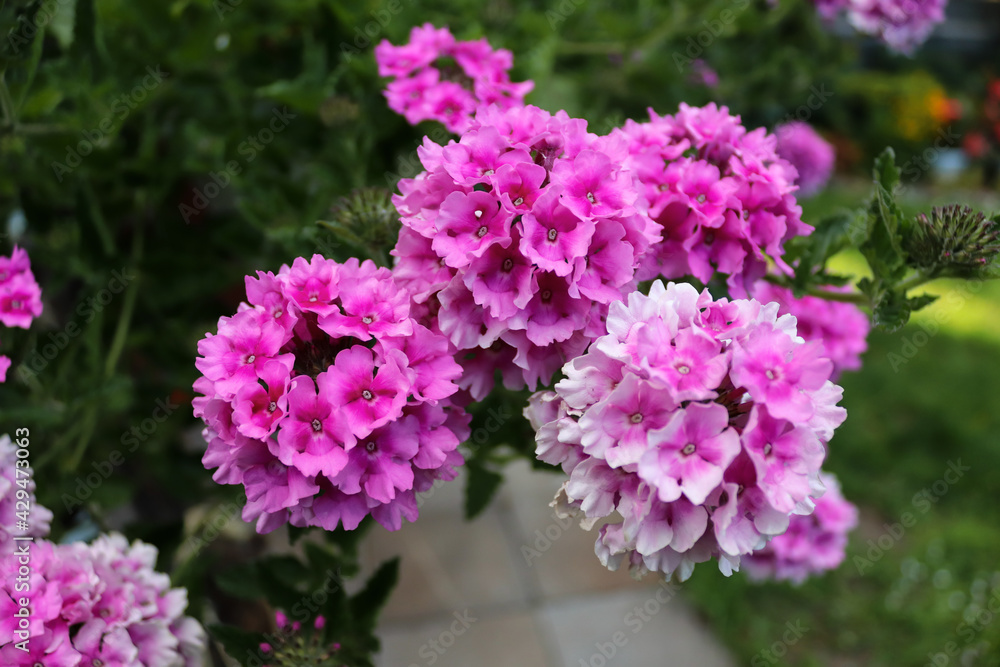 Pink vervain flower with white edges