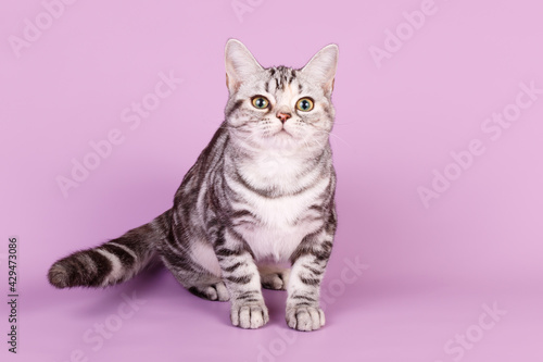 Wallpaper Mural American shorthair cat on colored backgrounds Torontodigital.ca