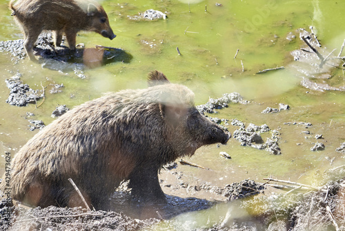Wild pig during wallow