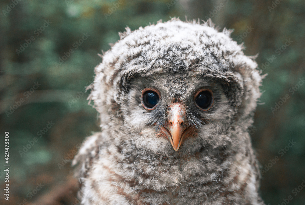 Obraz premium Chick of a bearded owl close-up.
