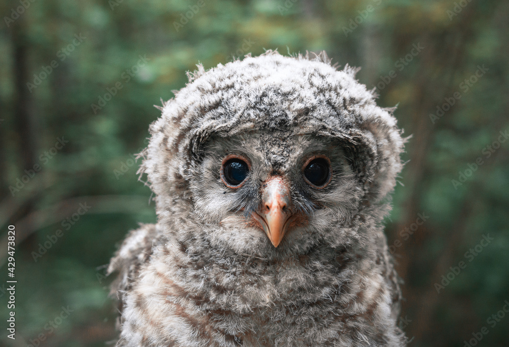 Obraz premium Chick of a bearded owl close-up.