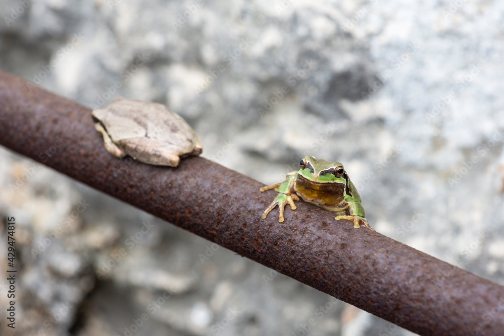 Middle east tree frog, Hyla savignyi, on a steel bar Middle east tree frog, Hyla savignyi, on a steel bar
