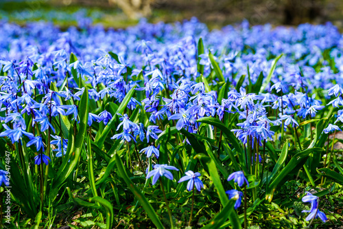 Blue snowdrops in early spring in the forest