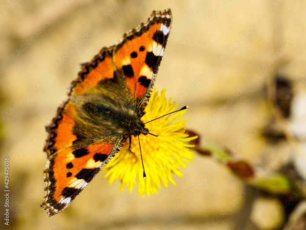 Fototapeta premium European Small Tortoiseshell butterfly sucks nectar from the yellow coltsfoot flower