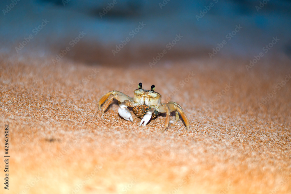 Ghost Crab with a cluster of eggs. Yellow sand on the beach at night. Brazilian 