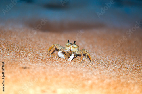 Ghost Crab with a cluster of eggs. Yellow sand on the beach at night. Brazilian  guru  a  crab. 