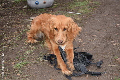 Foto A Spaniel dog, named Jessie.