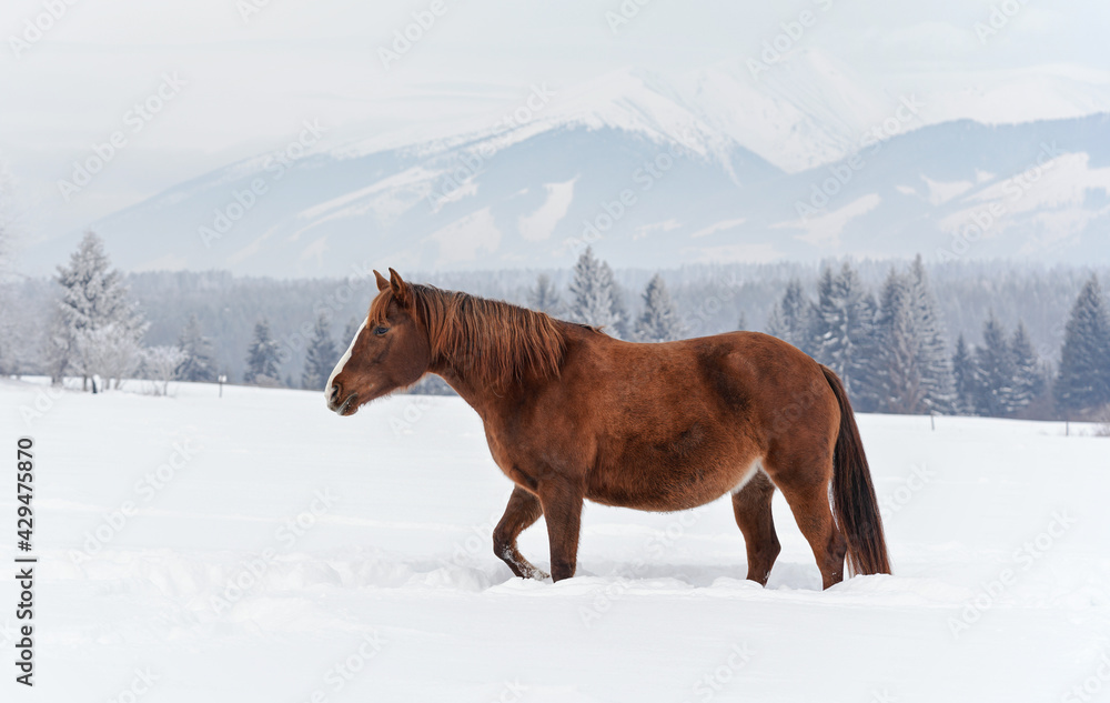 Brown horse walks on snow covered field in winter, blurred trees background Brown horse walks on snow covered field in winter, blurred trees background