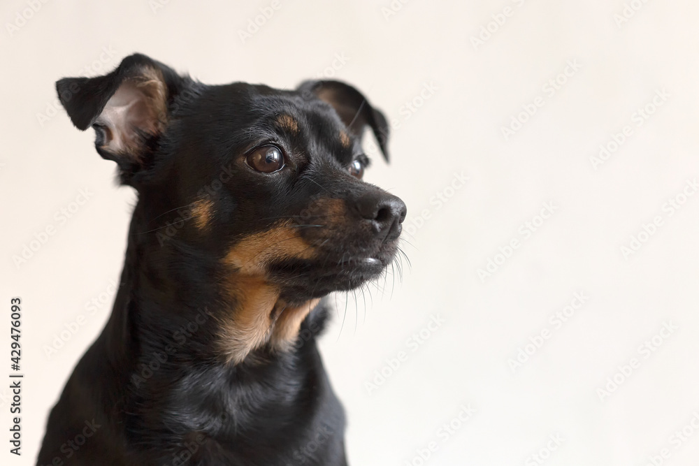 A Black little funny dog on a white background A Black little funny dog on a white background