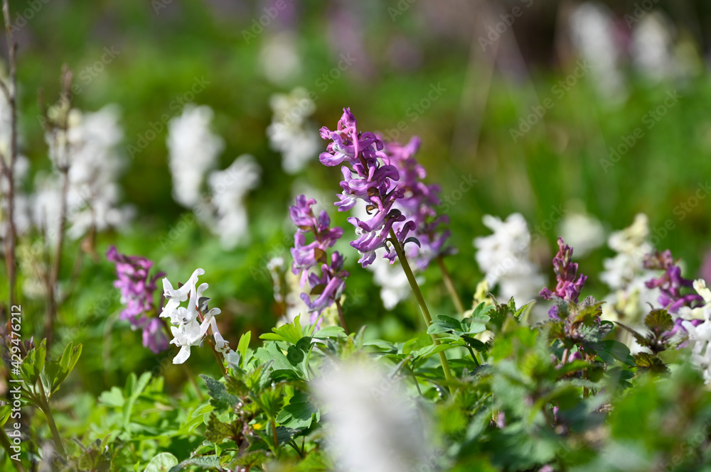 Obraz premium Close up of violet and white corydalis flowers in spring