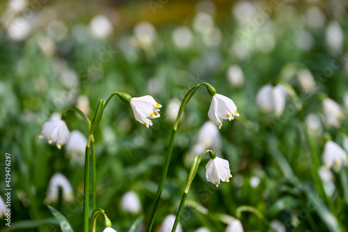 Field of snowdrop flowers in spring © Asvolas