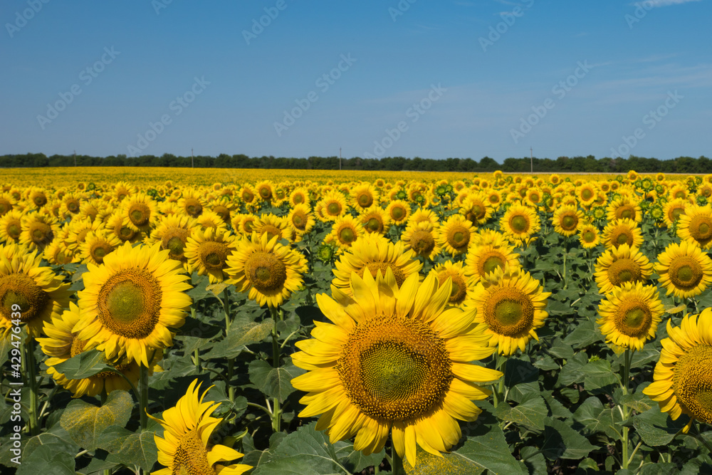 Fototapeta premium Big field of bright yellow sunflowers growing. Copy space. Agricultural and farming concept