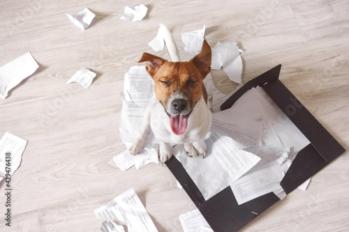 Bad dog making mess with important work documents. Naughty pet at home. Bad puppy waiting for punishment