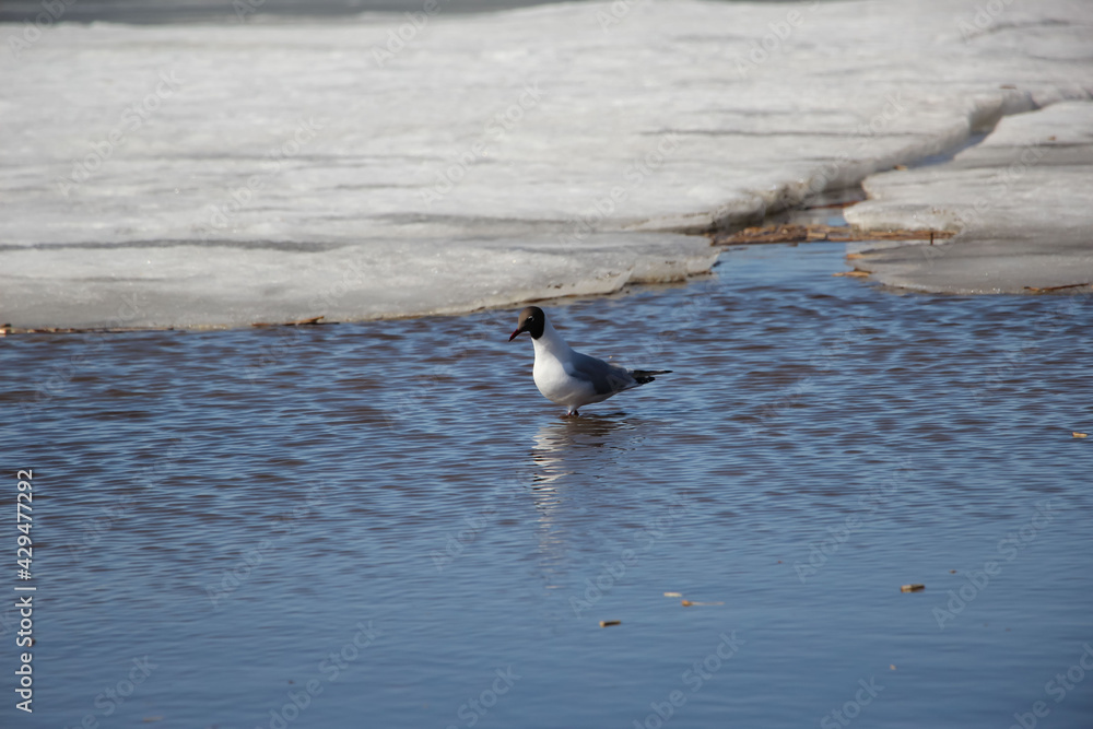Close-up of a seagull in a thaw at the ice edge on the bay 