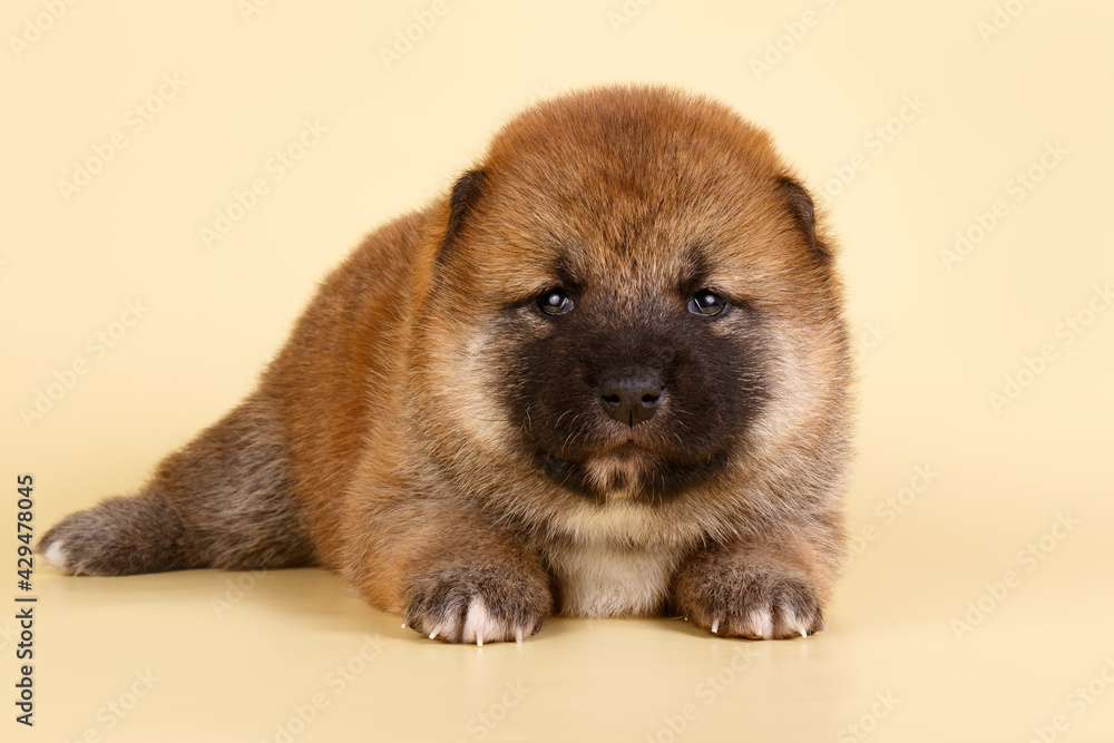 Obraz premium Shiba inu on colored backgrounds