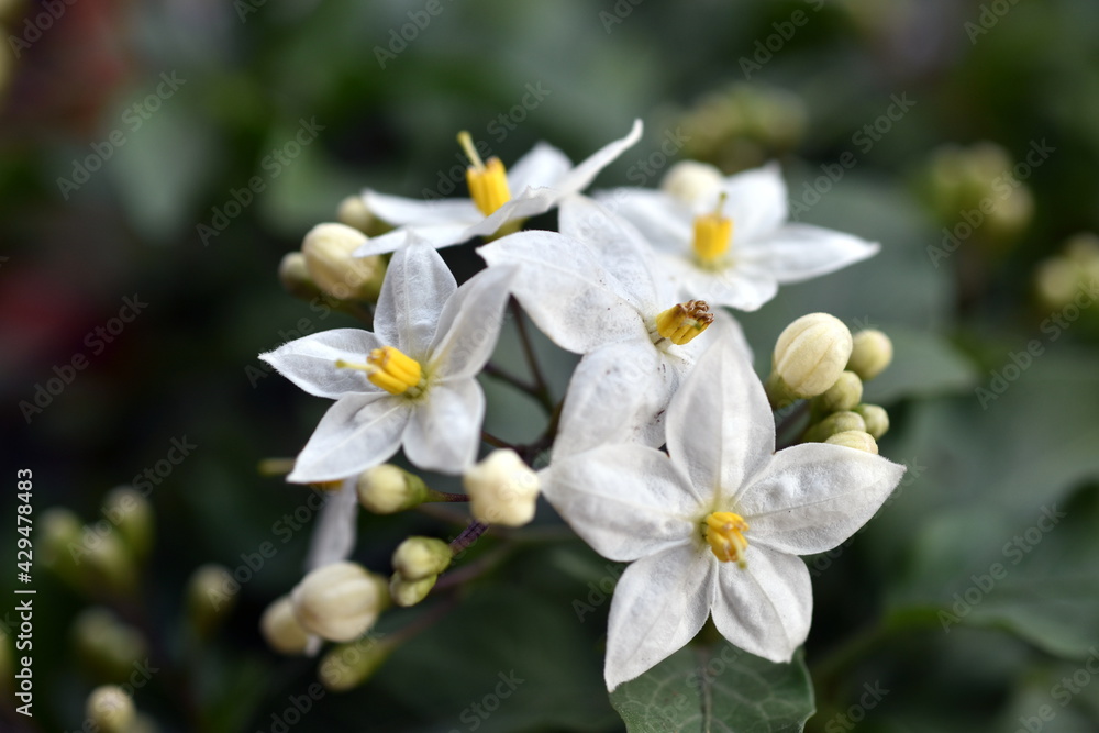 Obraz premium Nahaufnahme von weißen Jasminblüten und -knospen