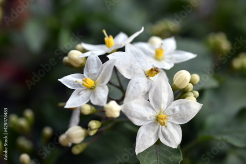 Nahaufnahme von weißen Jasminblüten und -knospen