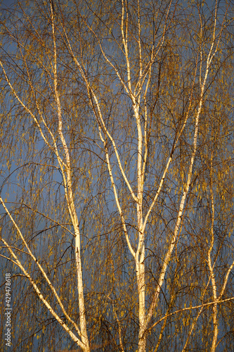 Birch tree against a dark sky in the bright rays of the setting sun. Spring. April