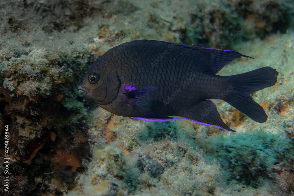 Fula negra or Damisela Canaria fish ( Abudefduf luridus ) in the sea Fula negra or Damisela Canaria fish ( Abudefduf luridus ) in the sea
