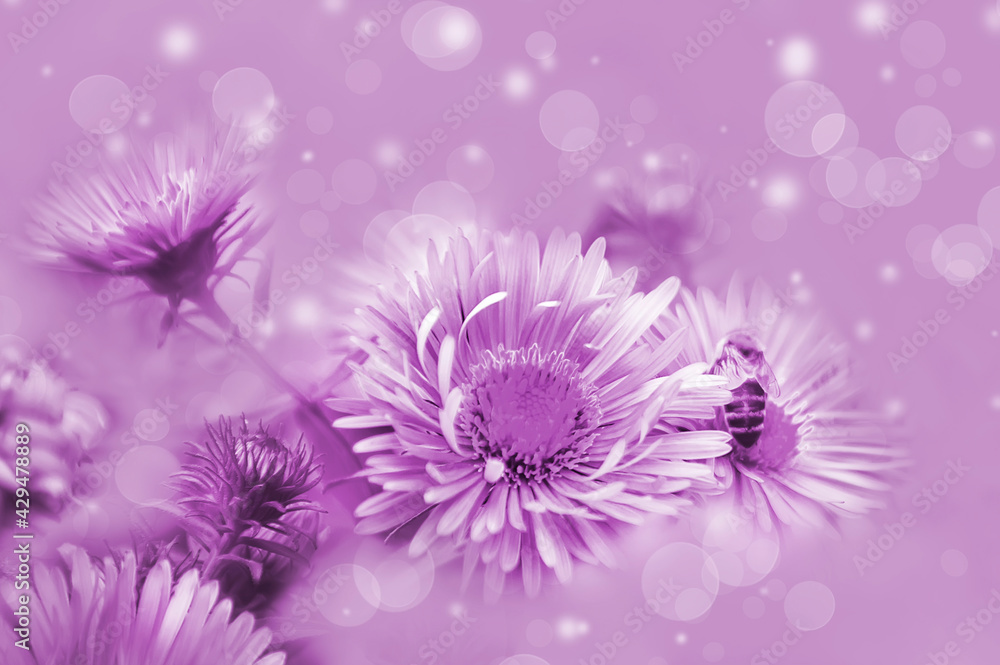 Obraz premium flowers on a beautiful lilac background. Blurred delicate purple background. Floral nature background, free space for text. Romantic soft delicate artistic image