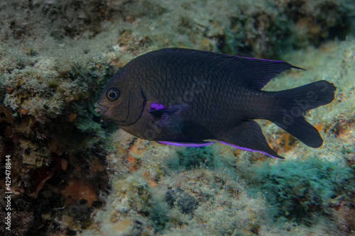 Fula negra or Damisela Canaria fish ( Abudefduf luridus ) in the sea