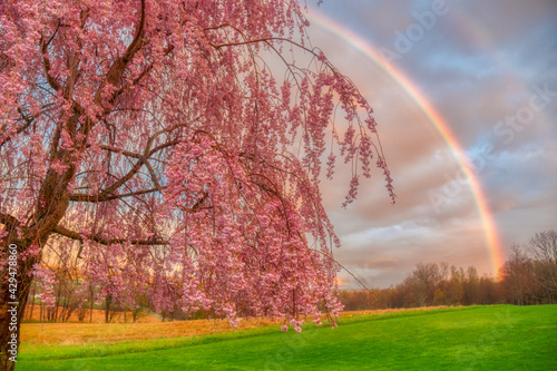 Stunning rainbow behind a pink tree at a grassy field in Venango, Pennsylvania photo