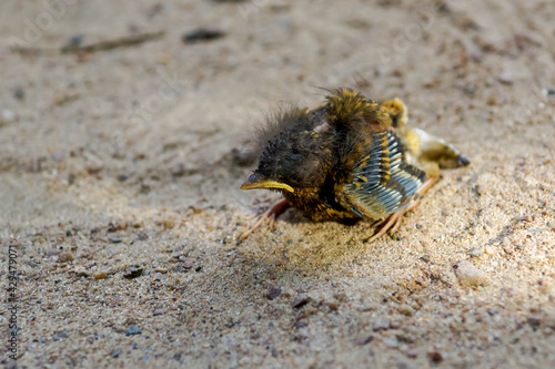 the baby bird was left alone on the sand photo