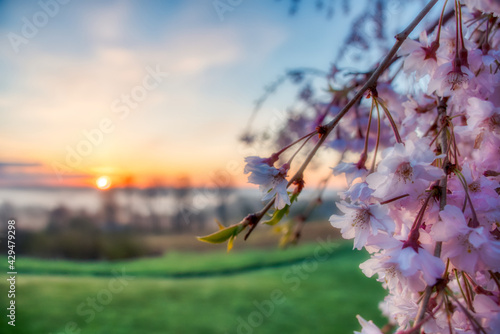 Breathtaking sunset landscape with pink flowers blooming in the foreground in Venango, Pennsylvania photo