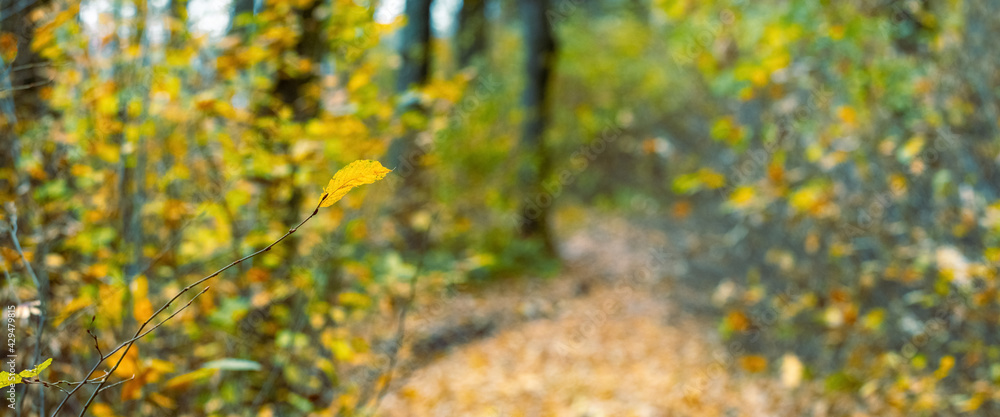 Banner. Autumn forest with a branch and a yellow leaf on a blurred background. Road in the autumn forest Banner. Autumn forest with a branch and a yellow leaf on a blurred background. Road in the autumn forest
